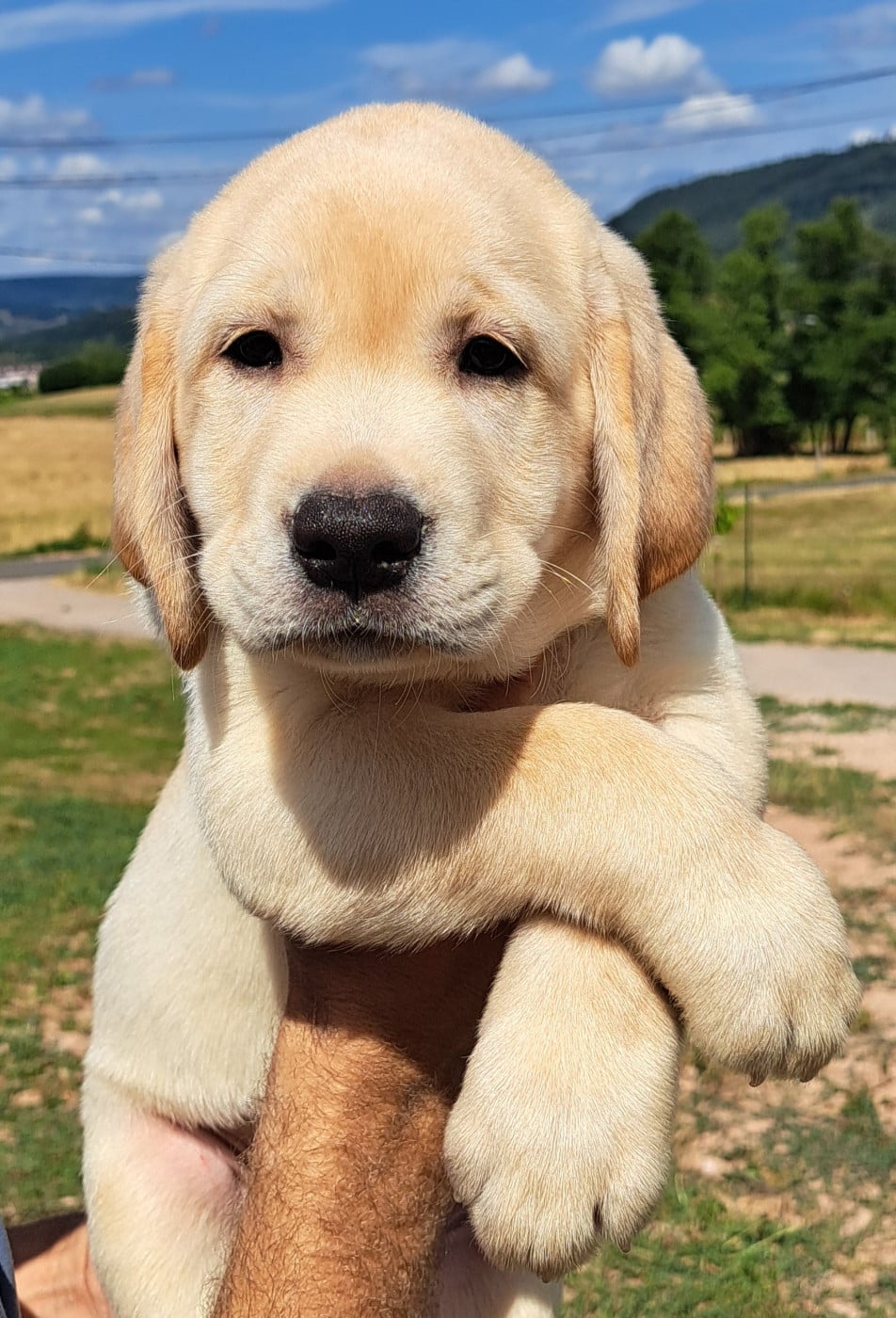 Boris