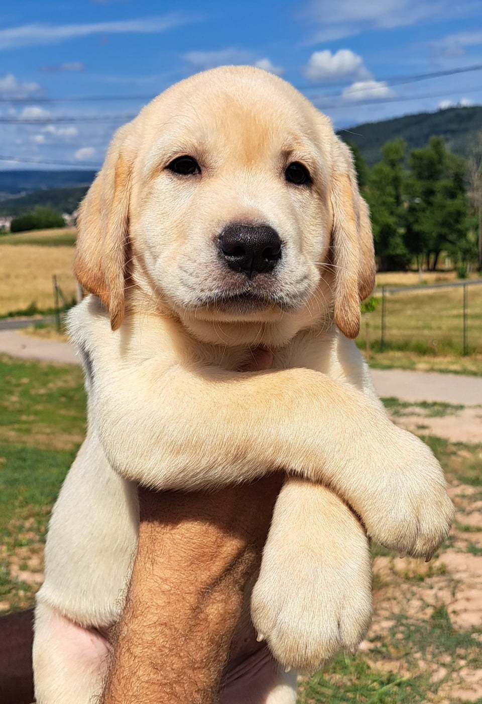 Boris