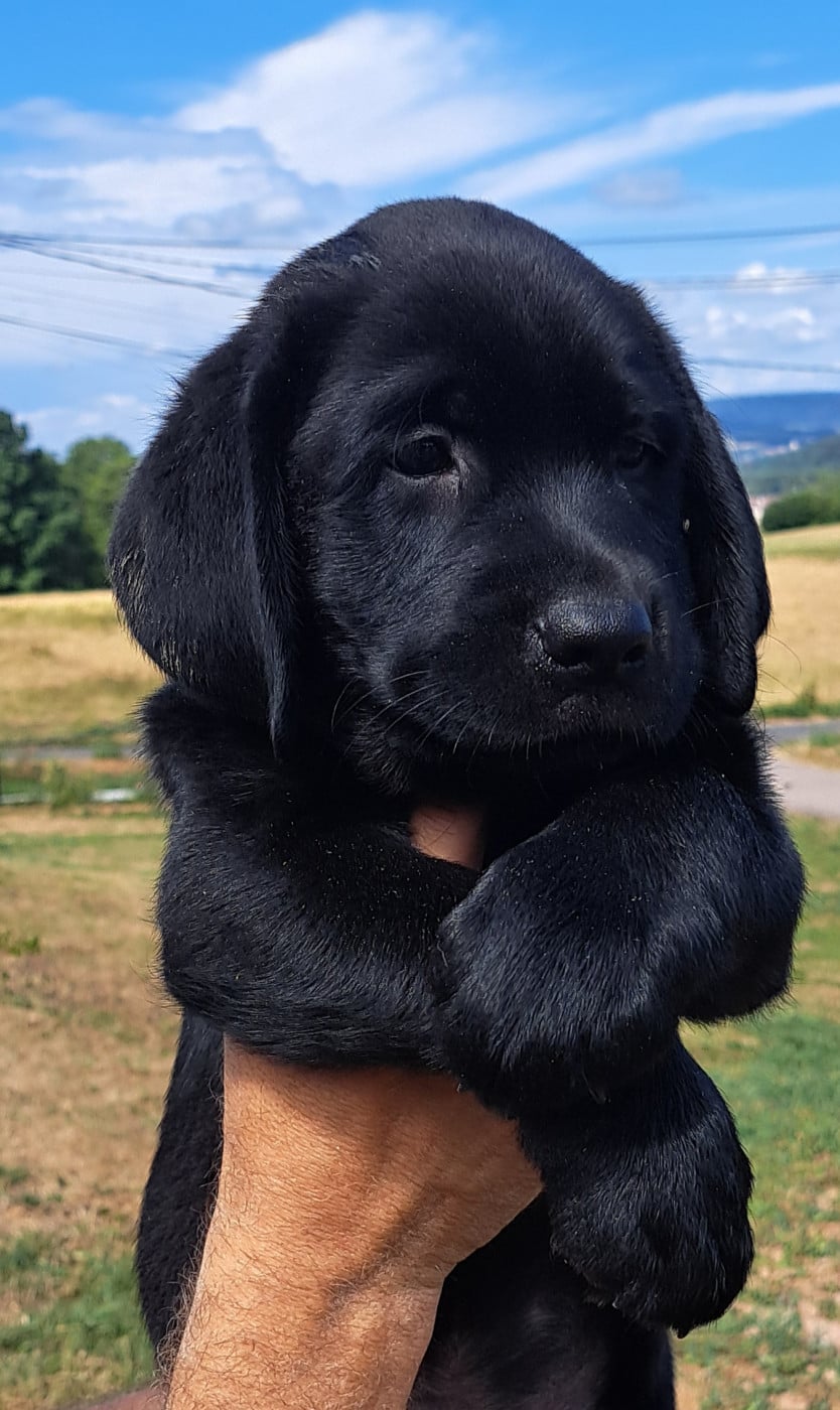 Brody (ruban vert)