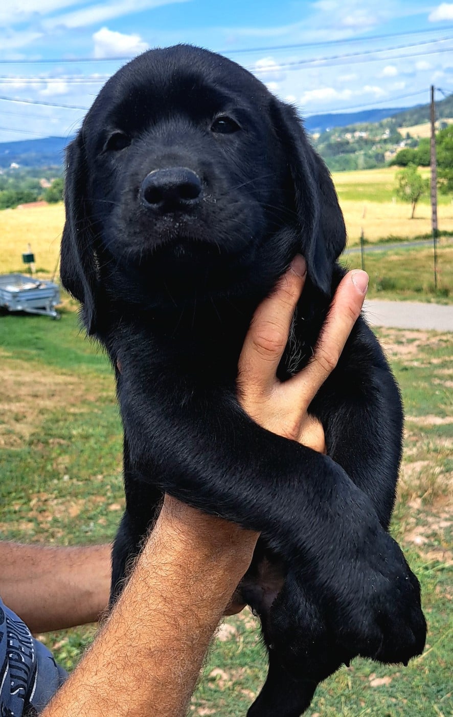 Brownie (ruban bleu)