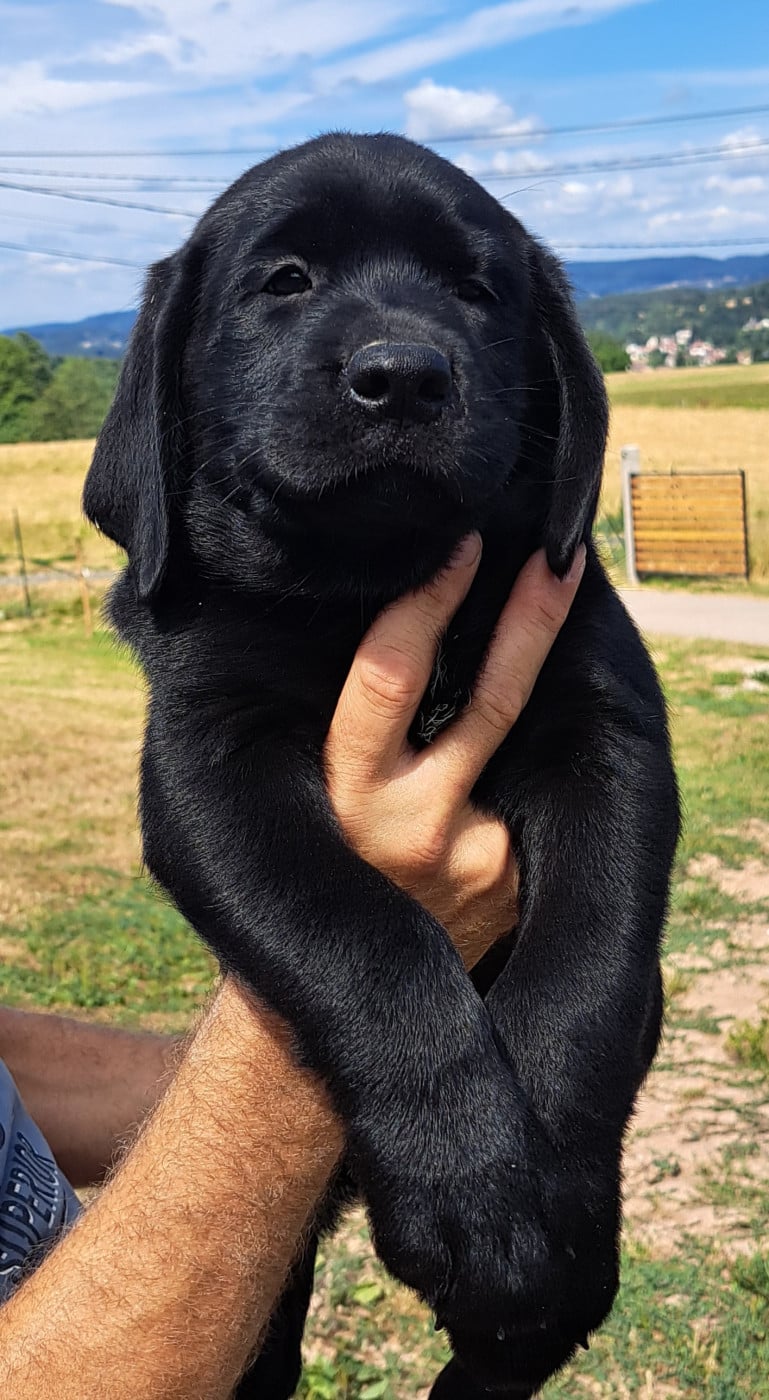 Brownie (ruban bleu)