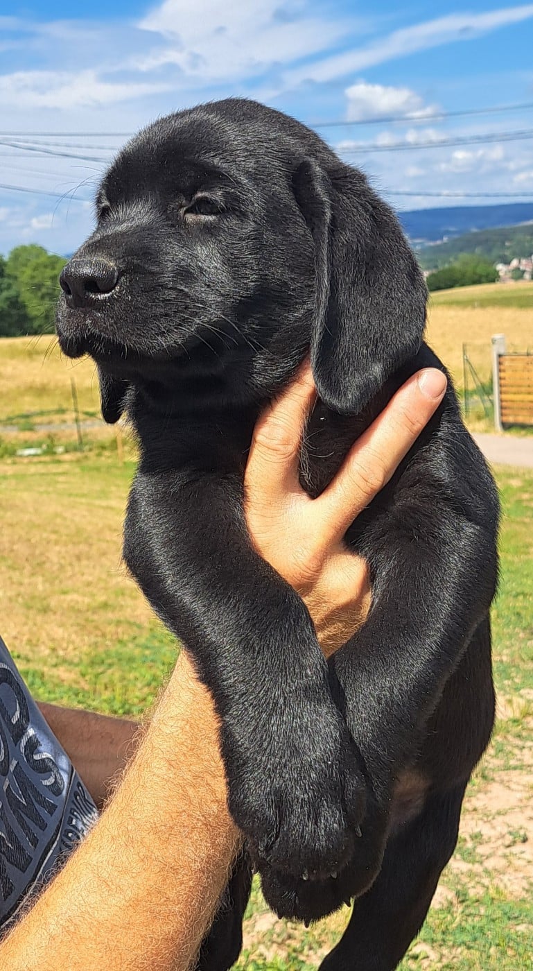 Brownie (ruban bleu)
