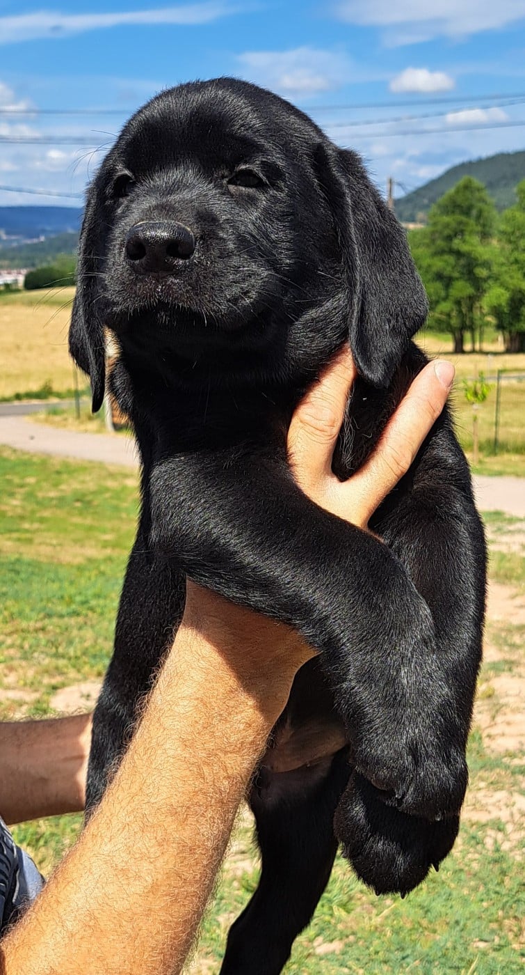 Brownie (ruban bleu)