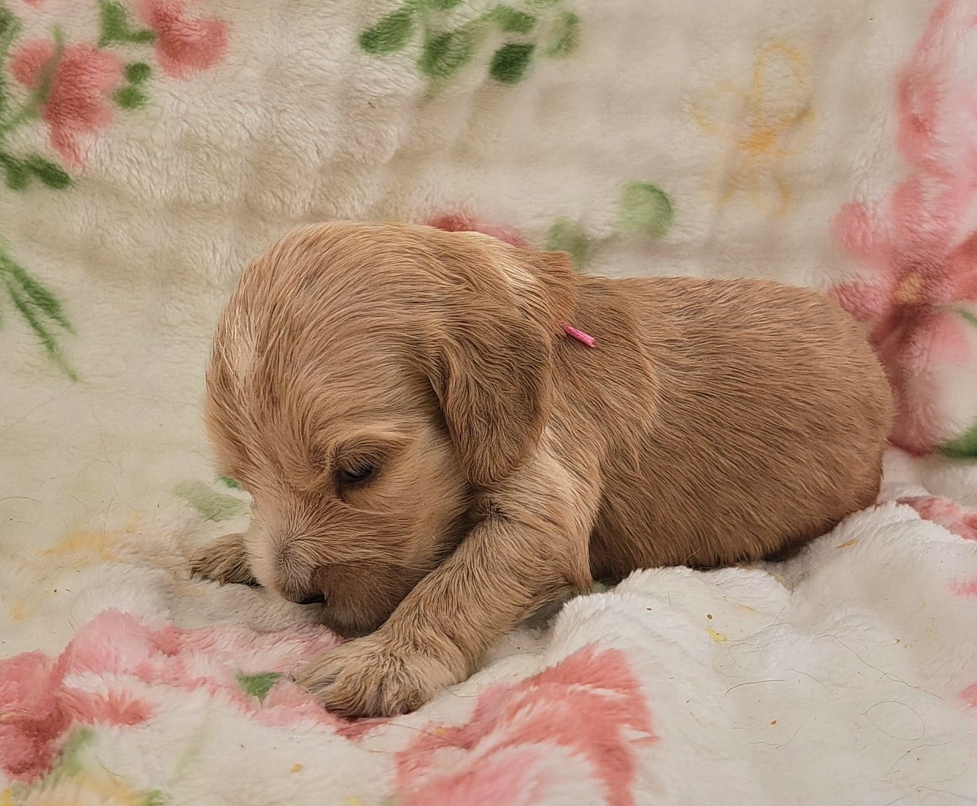 Cocker Spaniel Anglais - of Mayajoe's Dreams