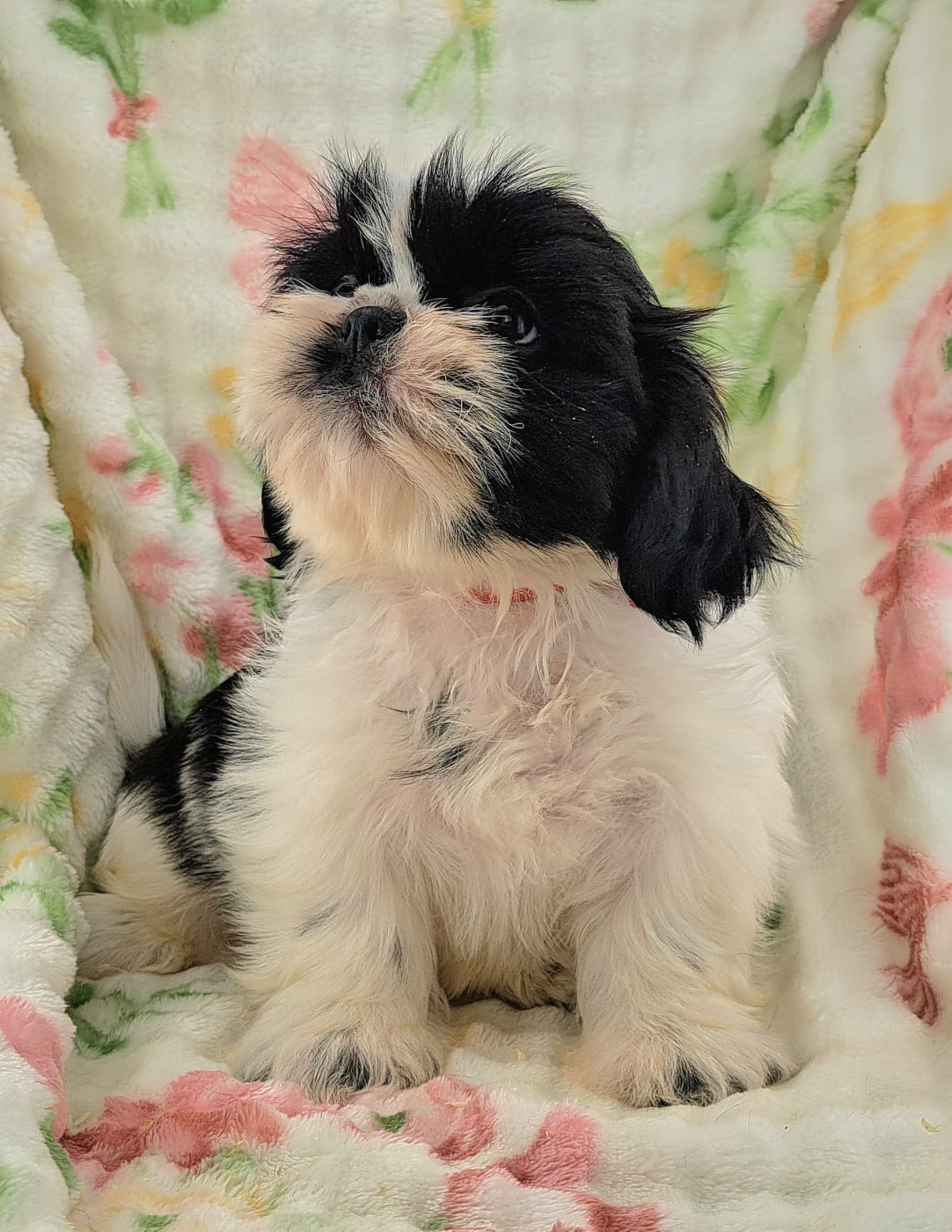 Shih Tzu - of Mayajoe's Dreams