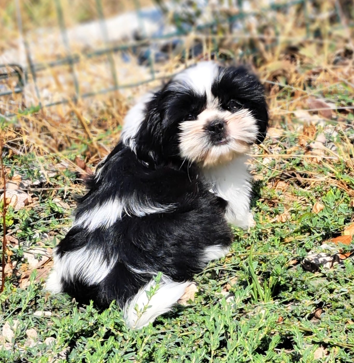 Shih Tzu - of Mayajoe's Dreams