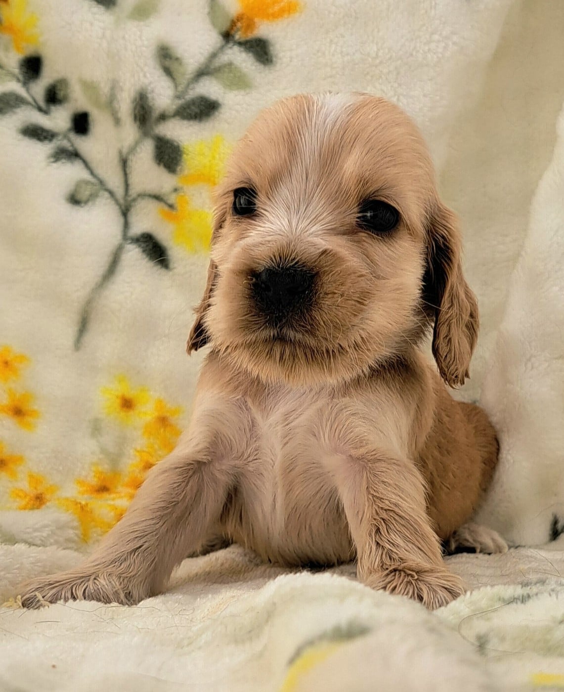 Cocker Spaniel Anglais - of Mayajoe's Dreams