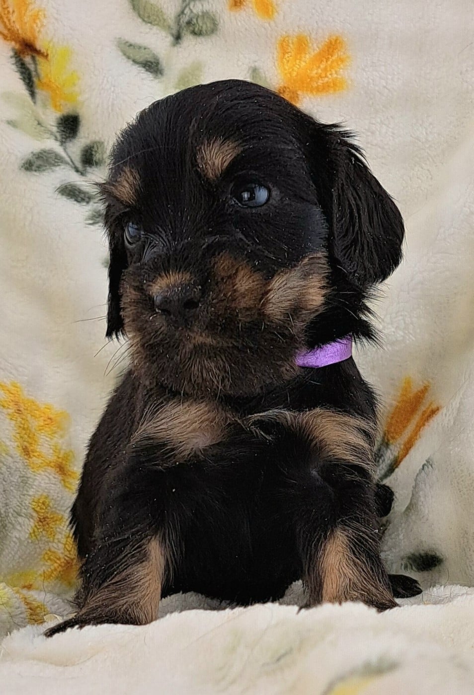 Cocker Spaniel Anglais - of Mayajoe's Dreams