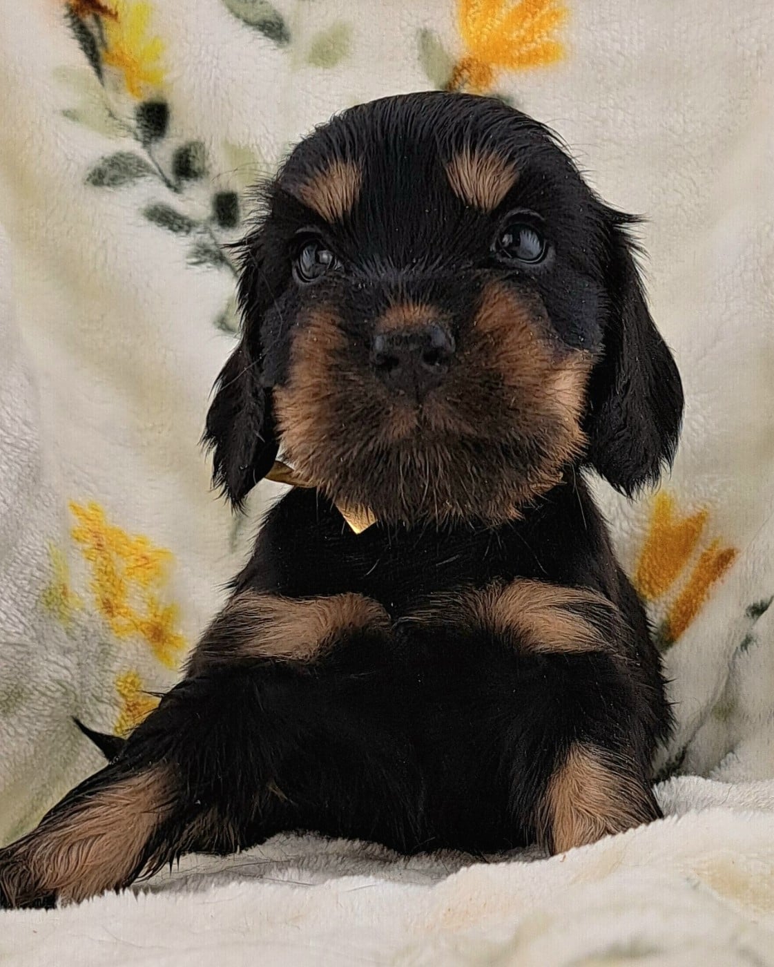 Cocker Spaniel Anglais - of Mayajoe's Dreams