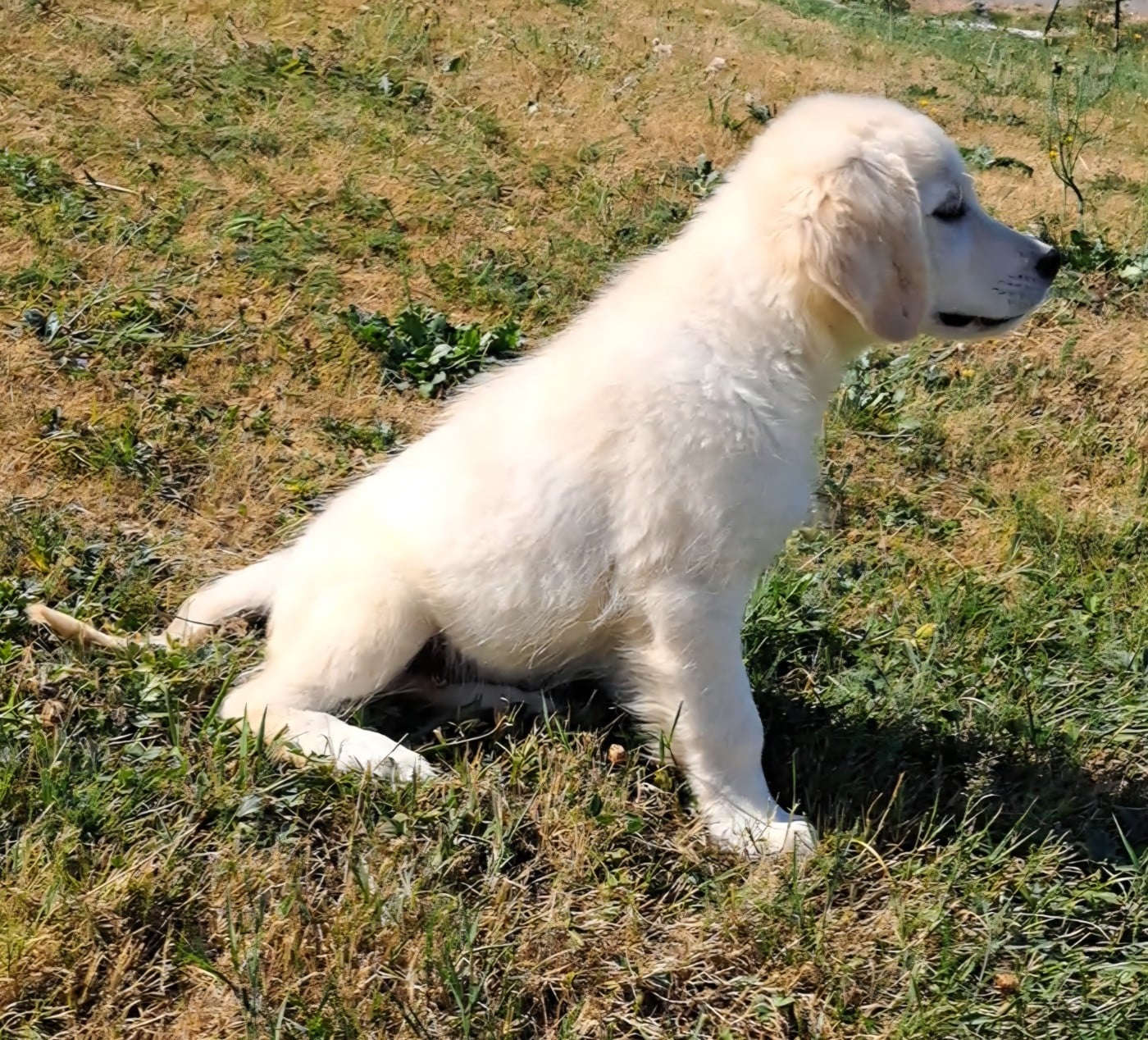 Golden Retriever - of Mayajoe's Dreams