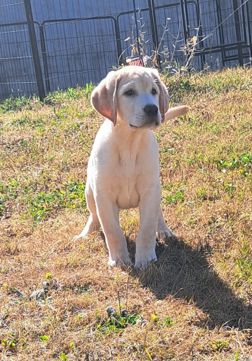 Labrador Retriever - of Mayajoe's Dreams