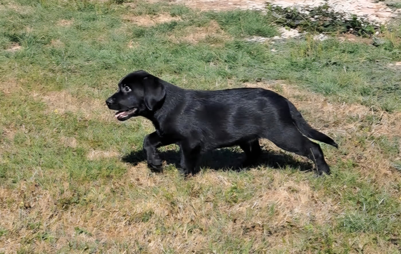 Labrador Retriever - of Mayajoe's Dreams