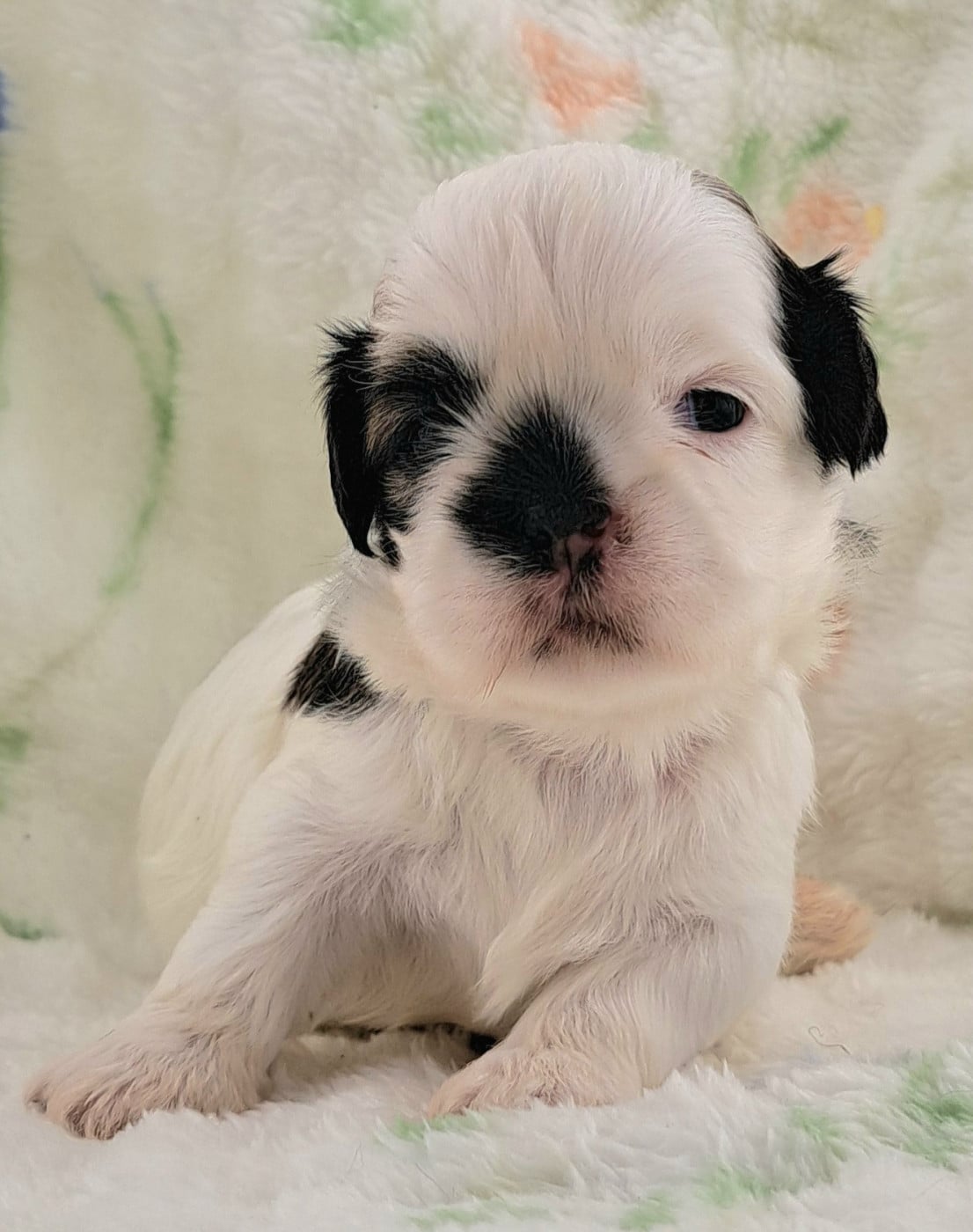 Shih Tzu - of Mayajoe's Dreams