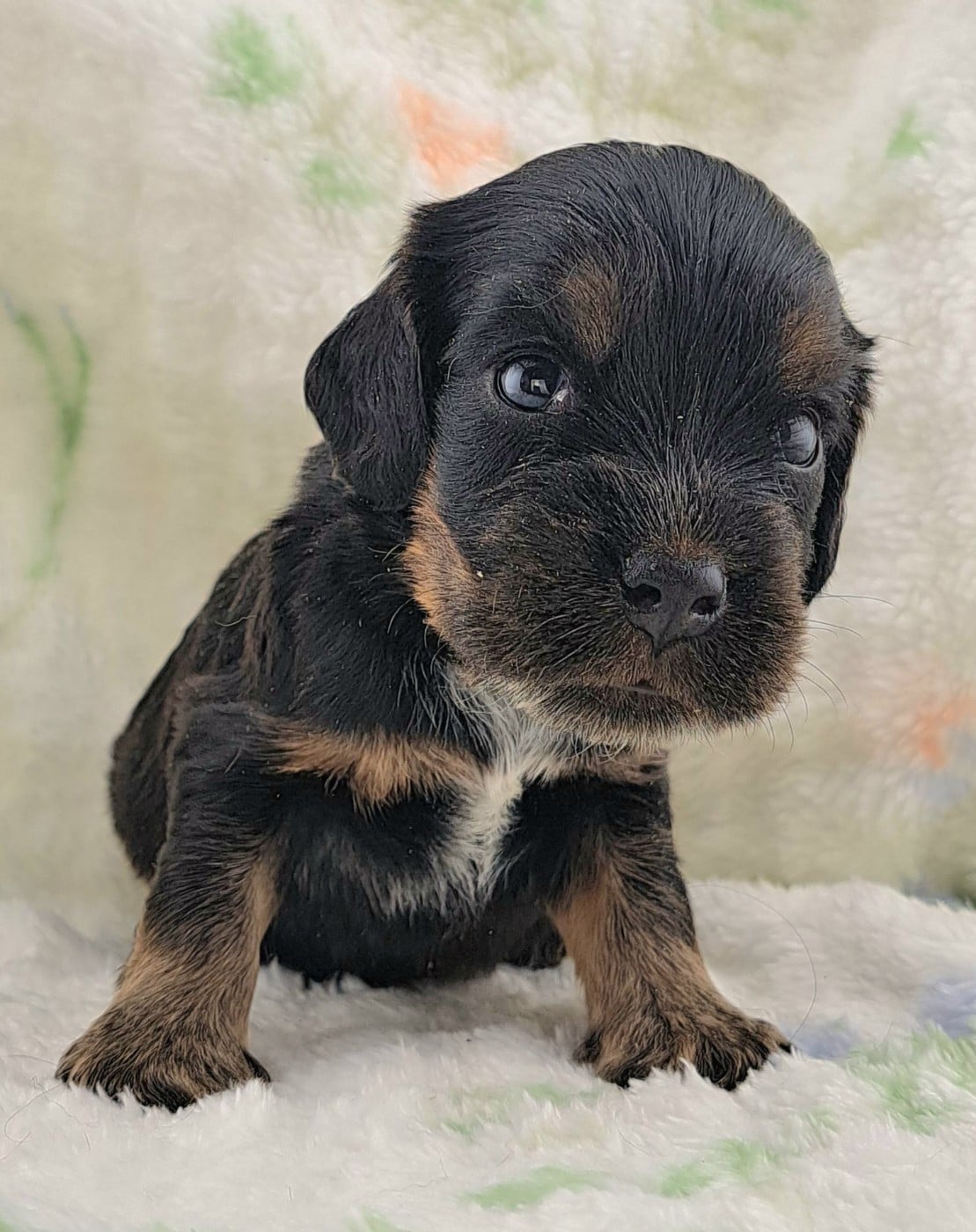 Cocker Spaniel Anglais - of Mayajoe's Dreams