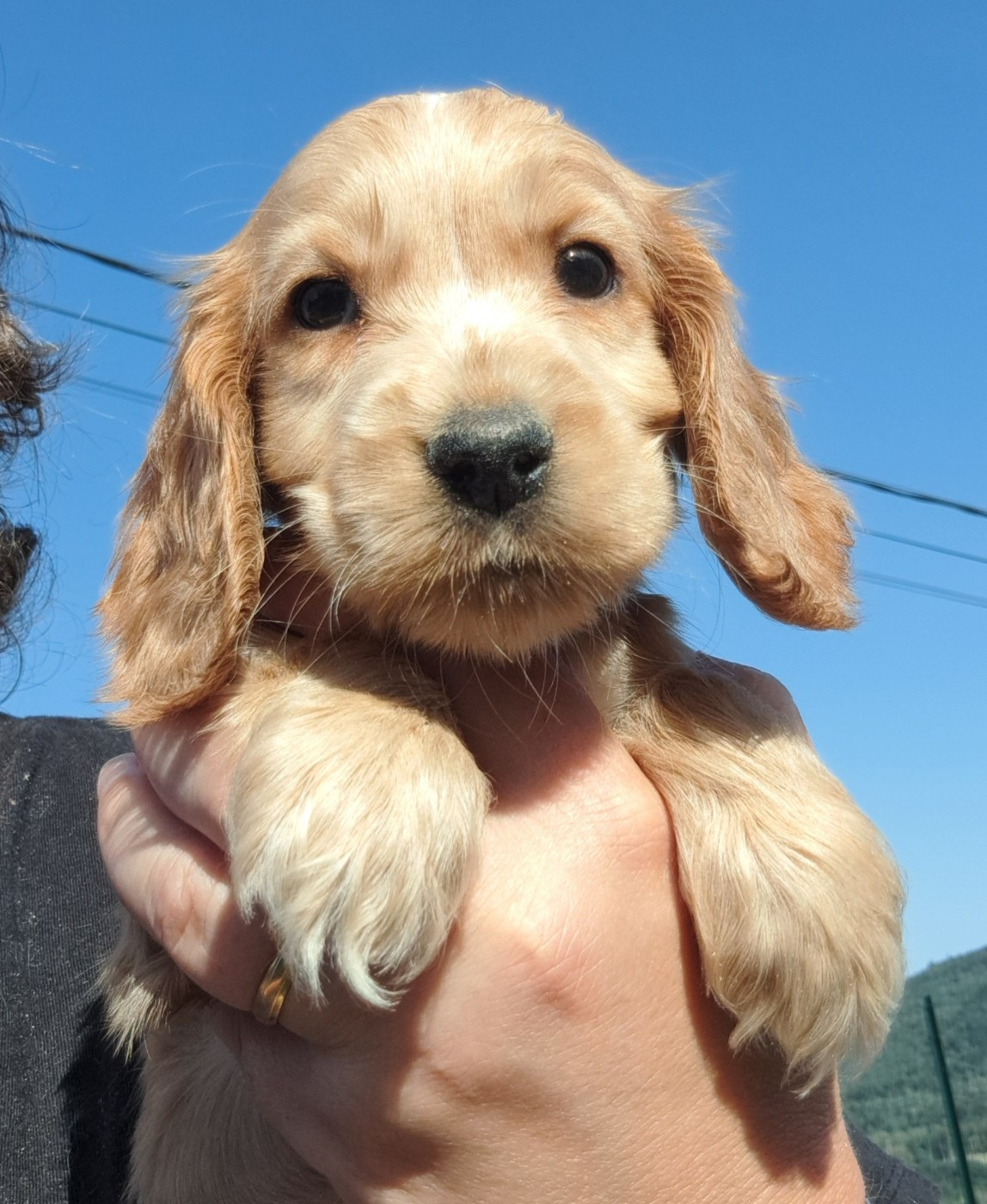 Billie (ruban doré)