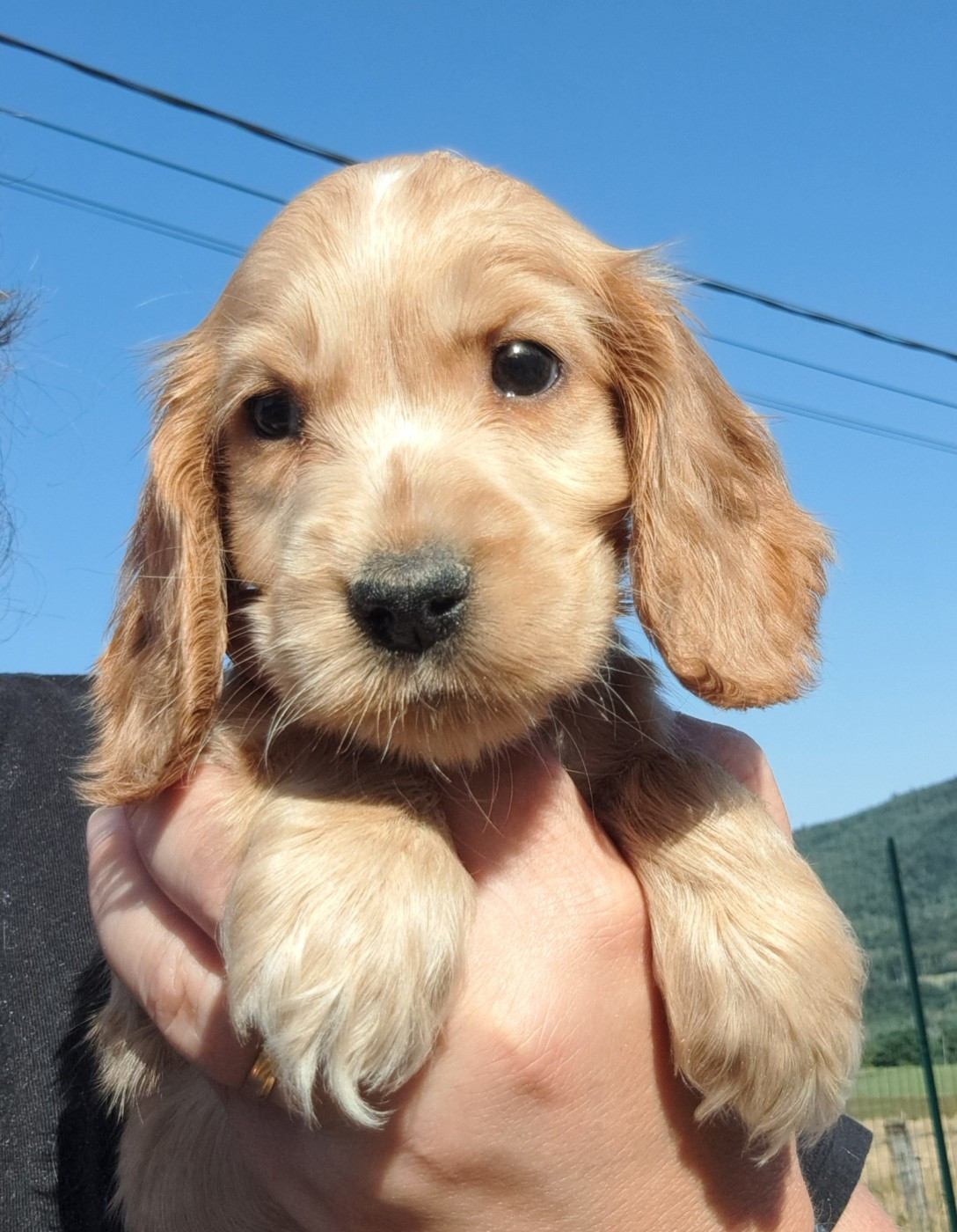 Billie (ruban doré)