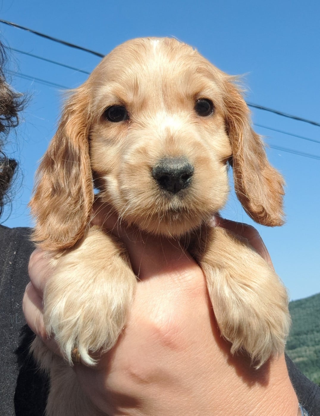 Billie (ruban doré)