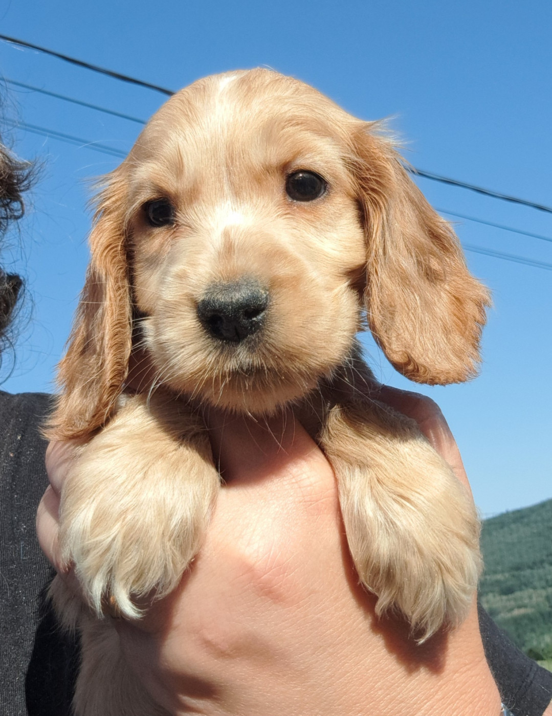 Billie (ruban doré)