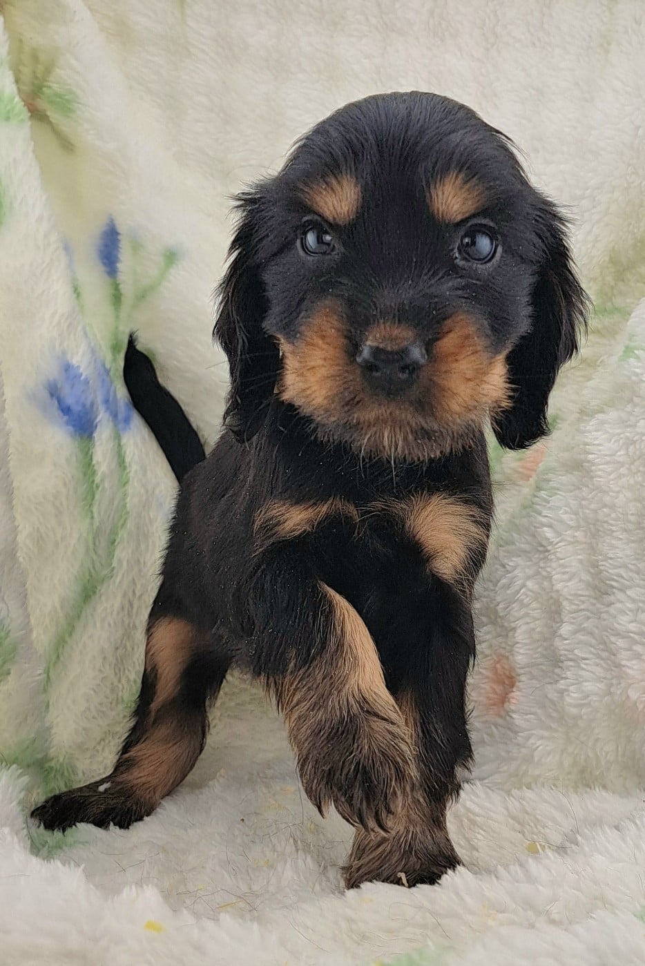 Cocker Spaniel Anglais - of Mayajoe's Dreams