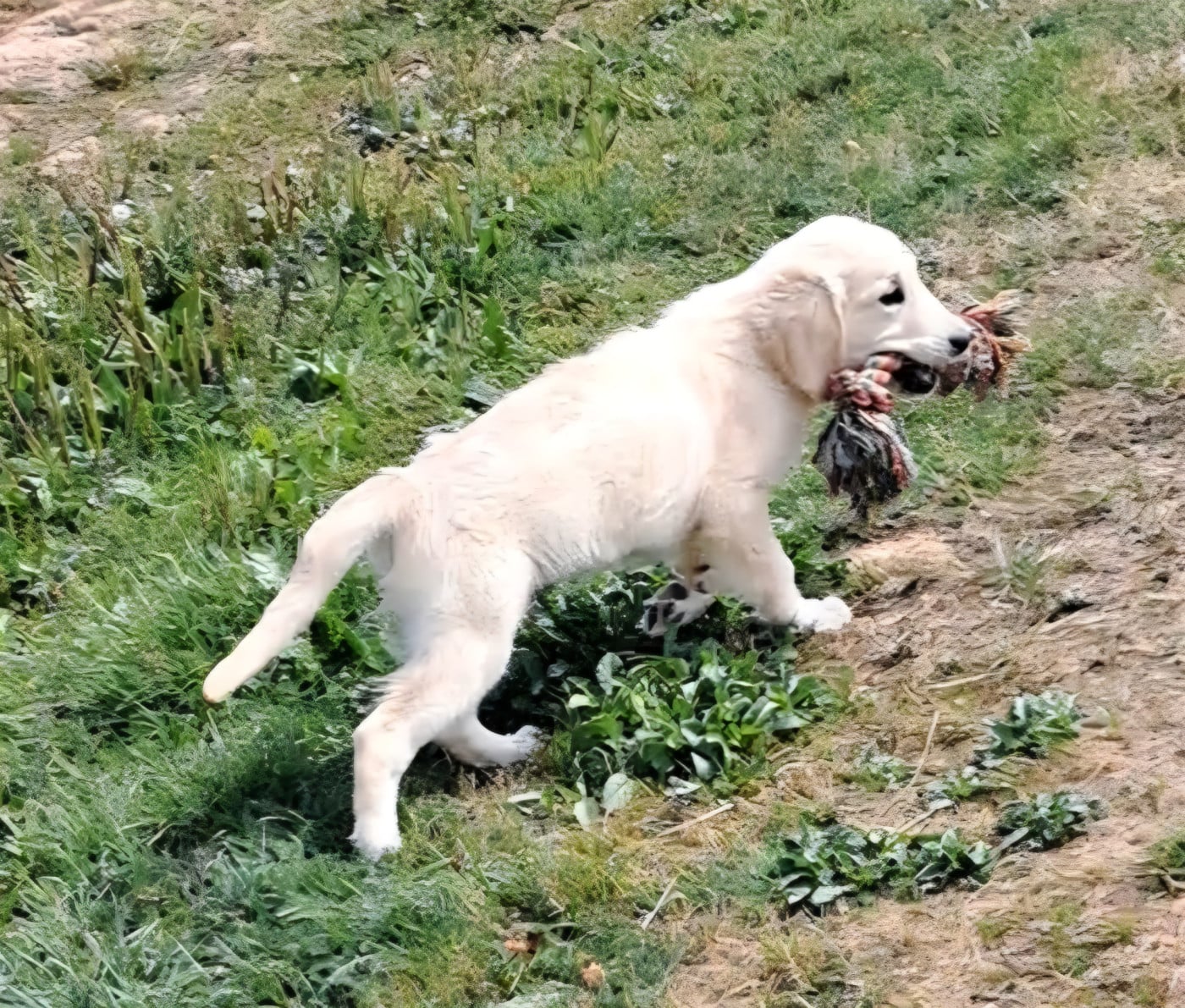 Golden Retriever - of Mayajoe's Dreams