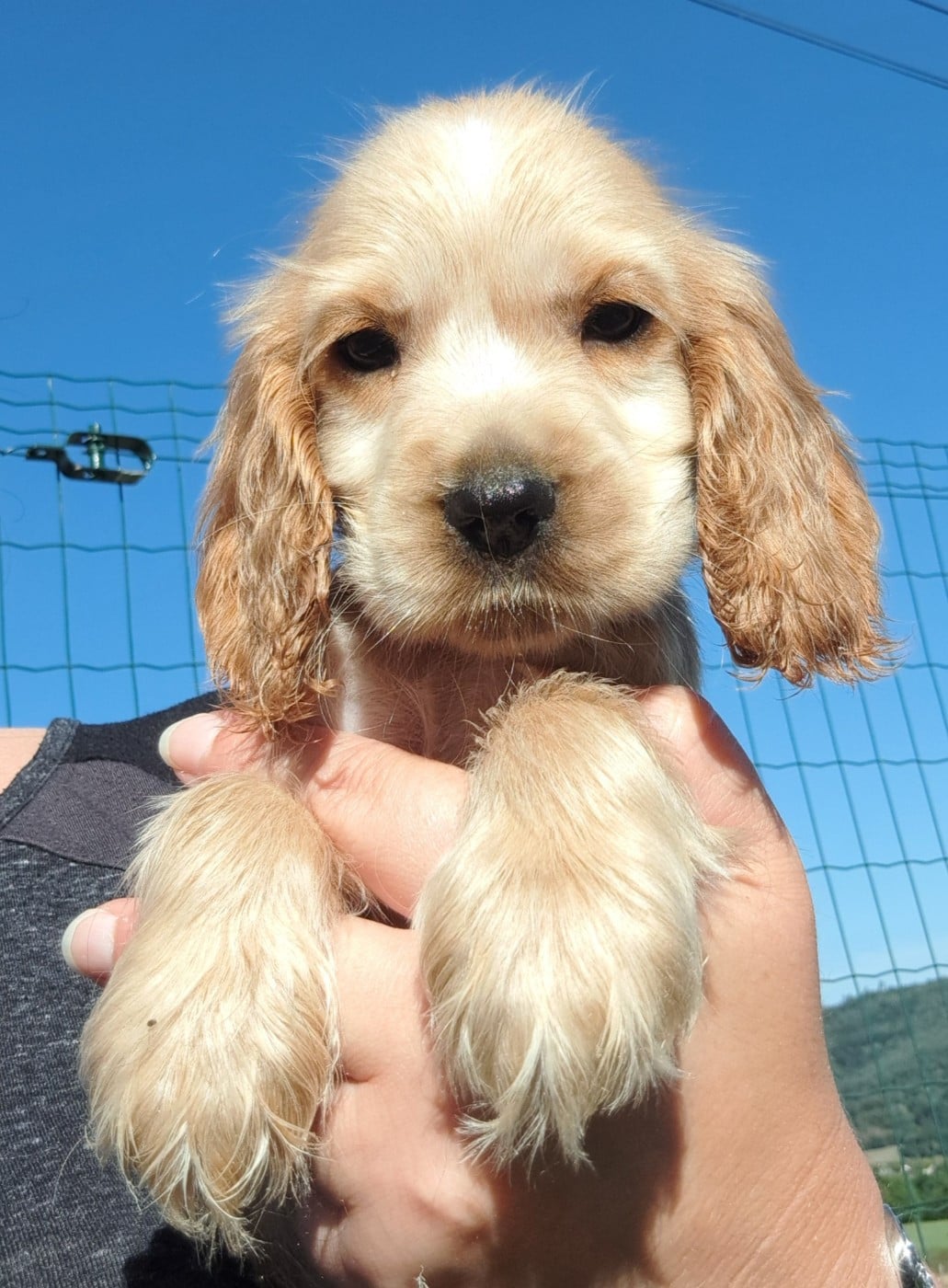 Cocker Spaniel Anglais - of Mayajoe's Dreams