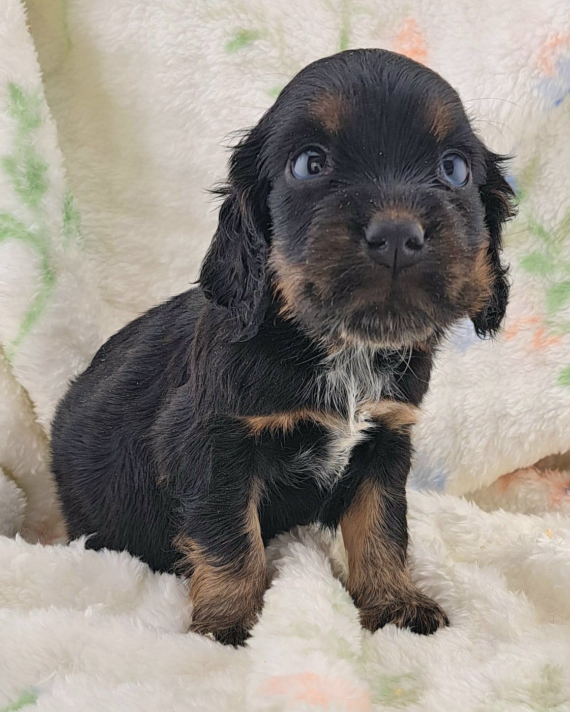 Cocker Spaniel Anglais - of Mayajoe's Dreams