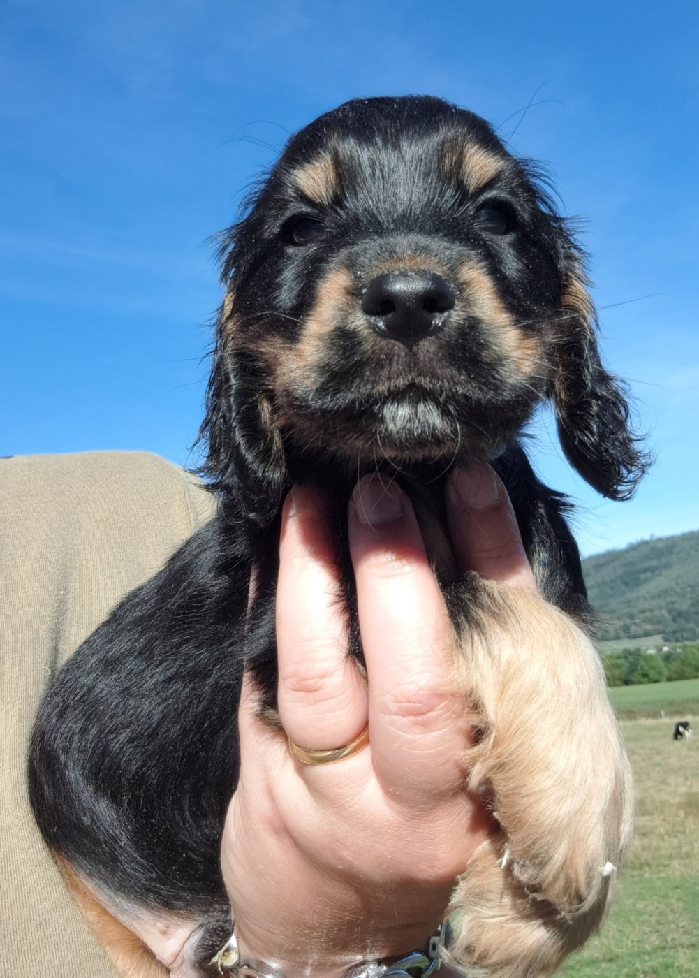 Cocker Spaniel Anglais - of Mayajoe's Dreams