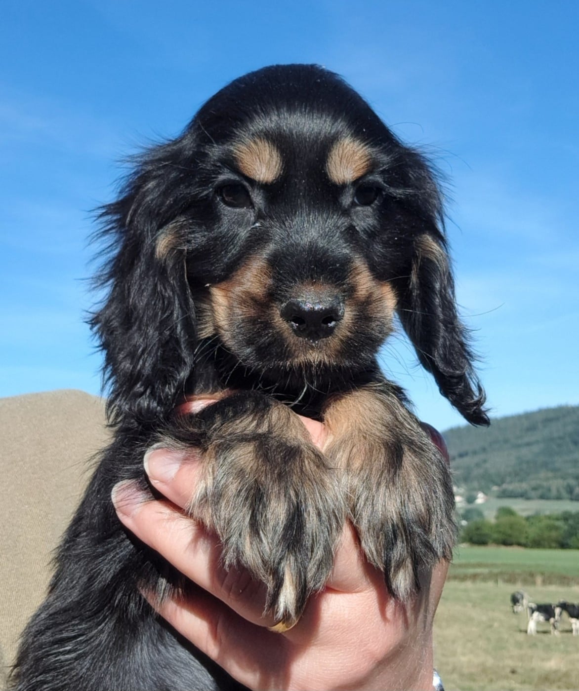 Cocker Spaniel Anglais - of Mayajoe's Dreams