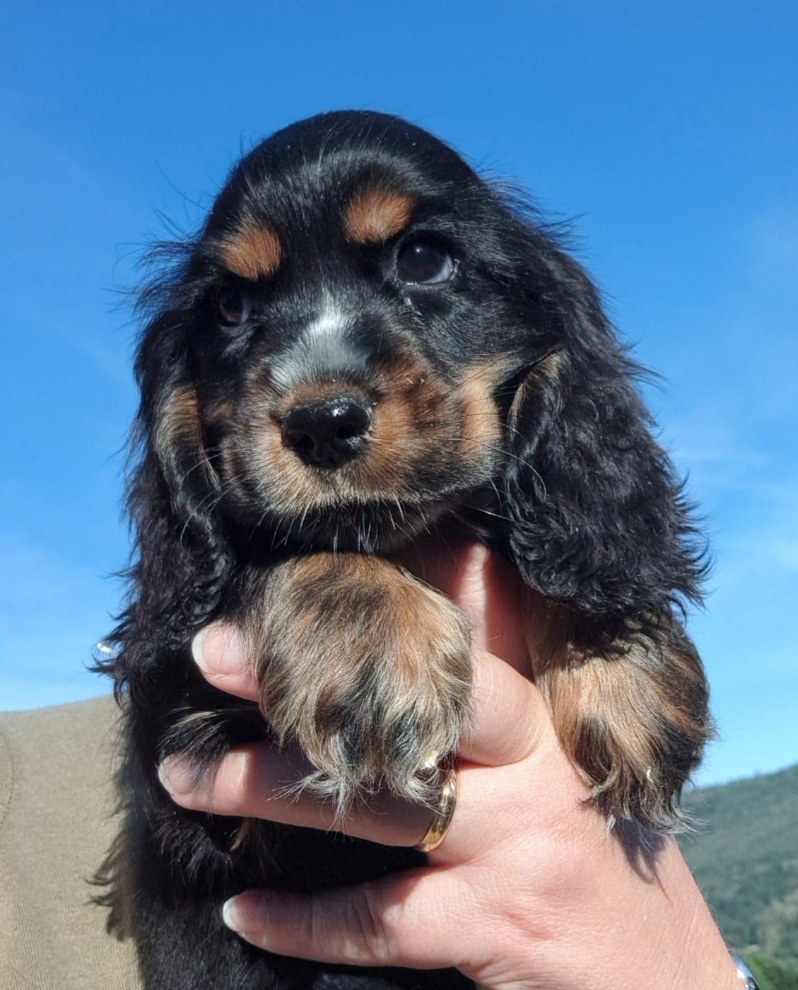 Cocker Spaniel Anglais - of Mayajoe's Dreams