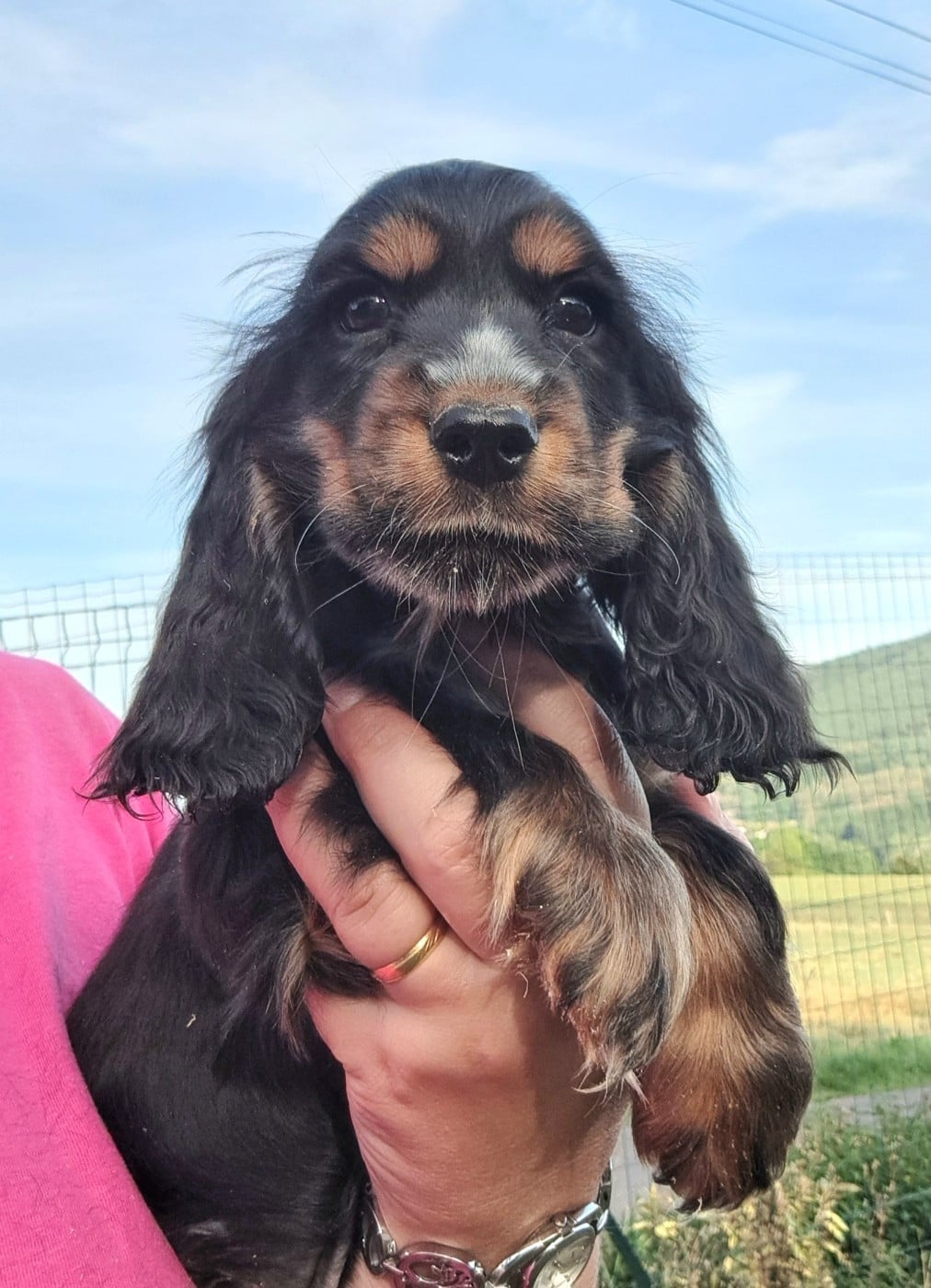 Cocker Spaniel Anglais - of Mayajoe's Dreams