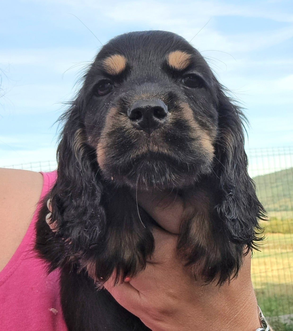 Cocker Spaniel Anglais - of Mayajoe's Dreams