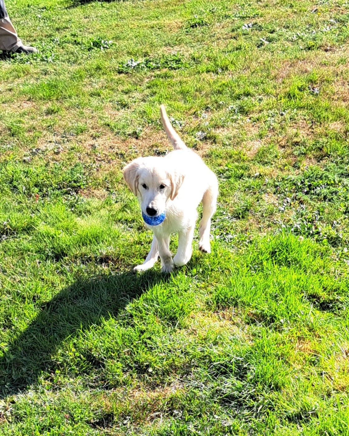 Golden Retriever - of Mayajoe's Dreams