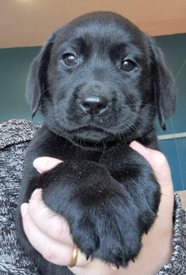 Les chiots de Labrador Retriever