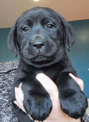 Les chiots de Labrador Retriever