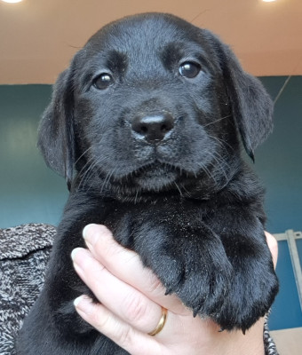 Les chiots de Labrador Retriever