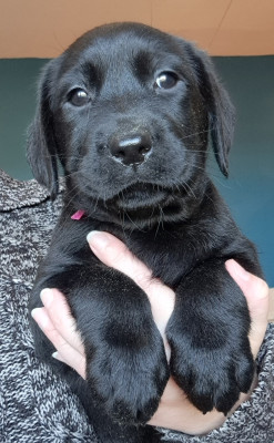 Les chiots de Labrador Retriever