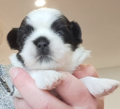 Les chiots de Shih Tzu