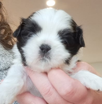 Les chiots de Shih Tzu