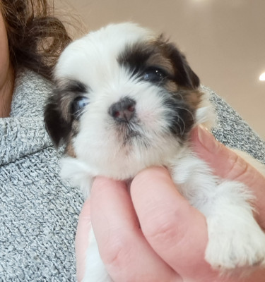 Les chiots de Shih Tzu