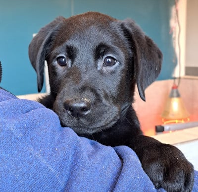 Les chiots de Labrador Retriever