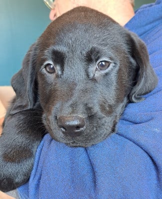 Les chiots de Labrador Retriever