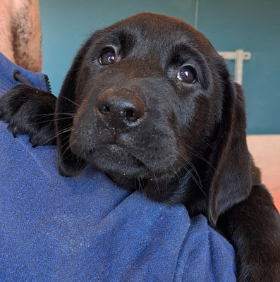Les chiots de Labrador Retriever
