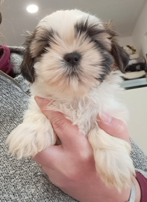 Les chiots de Shih Tzu