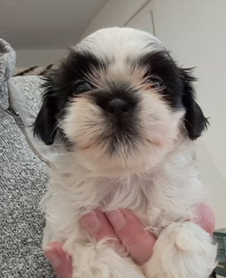 Les chiots de Shih Tzu
