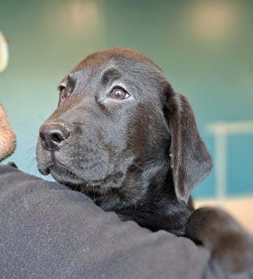 Les chiots de Labrador Retriever