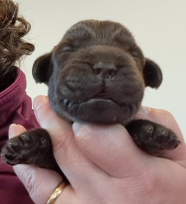 Les chiots de Labrador Retriever