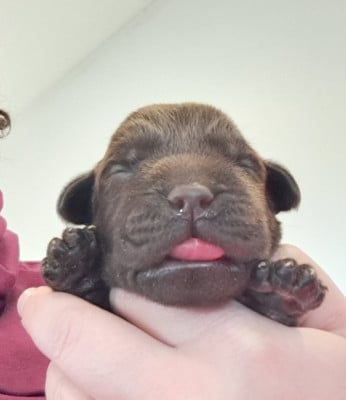 Les chiots de Labrador Retriever