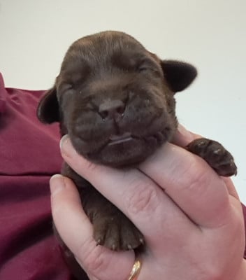 Les chiots de Labrador Retriever