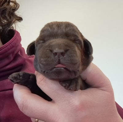 Les chiots de Labrador Retriever