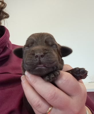 Les chiots de Labrador Retriever